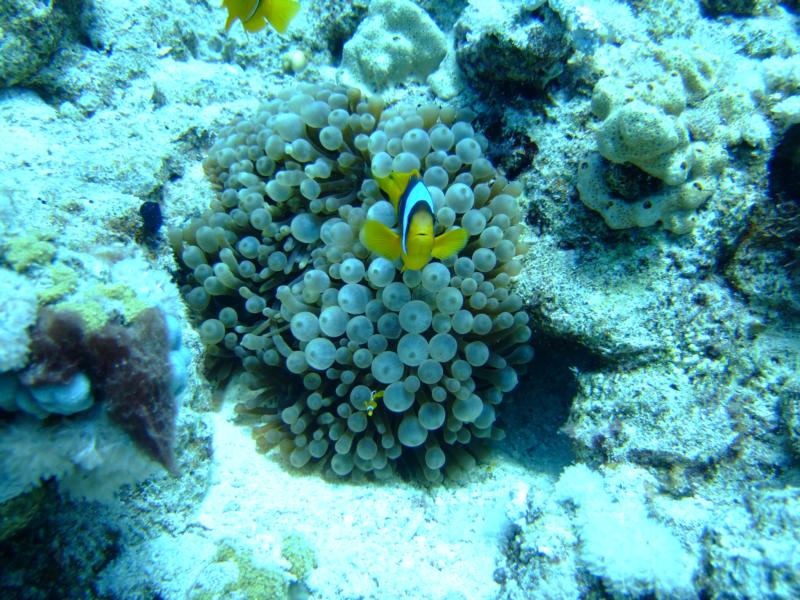 finding nemo      eygpt 2008 