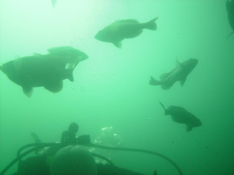 School of Fish at Mermet Springs