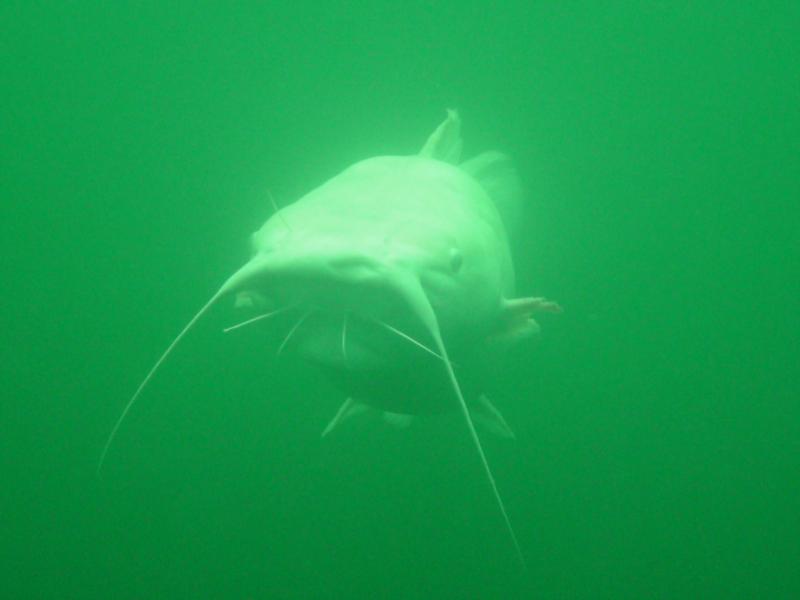 Albino Catfish