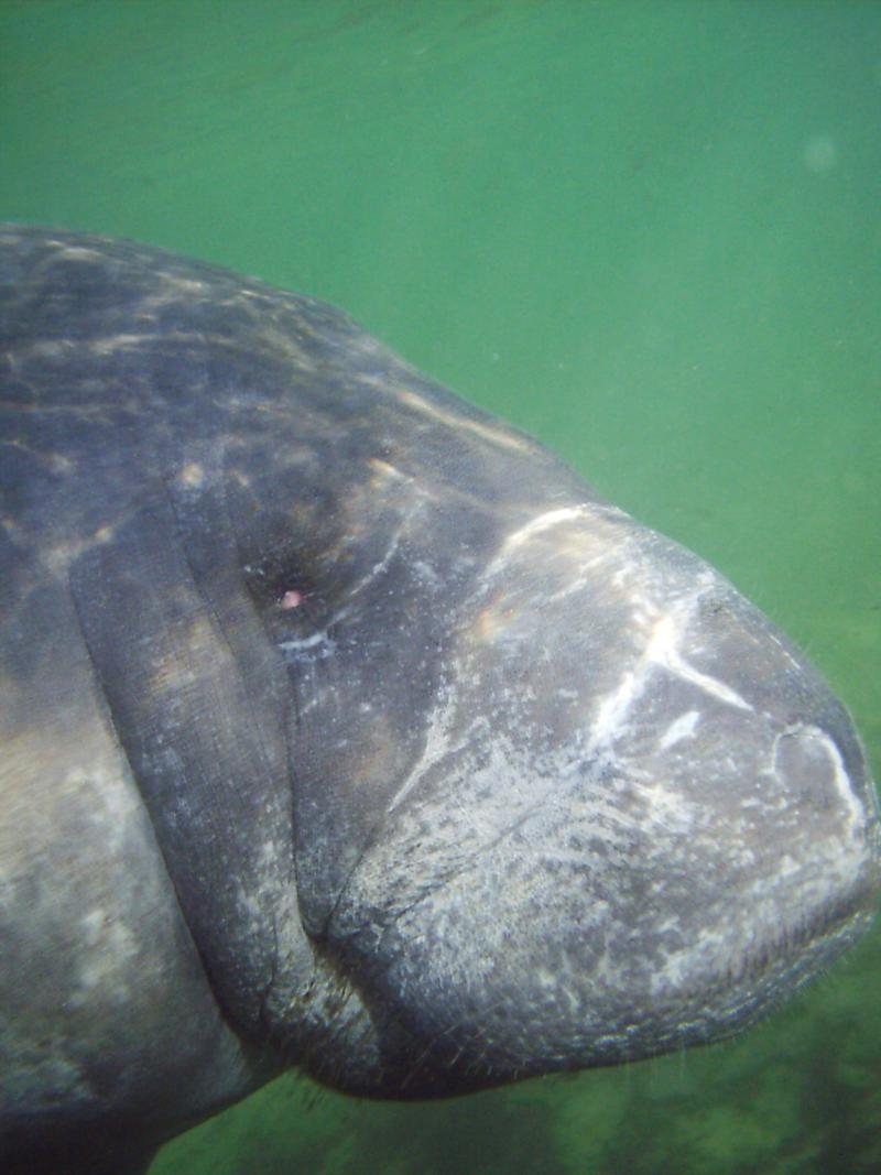 What a (Manatee) face.....