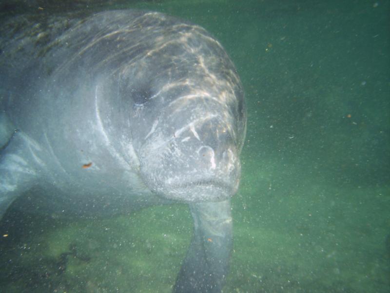 Manatee