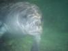 Manatee