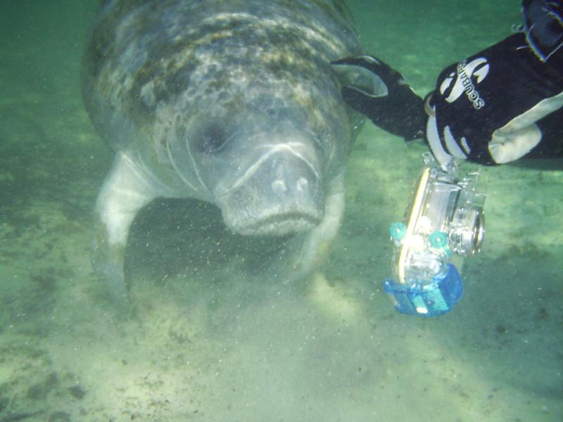 Baby Manatee