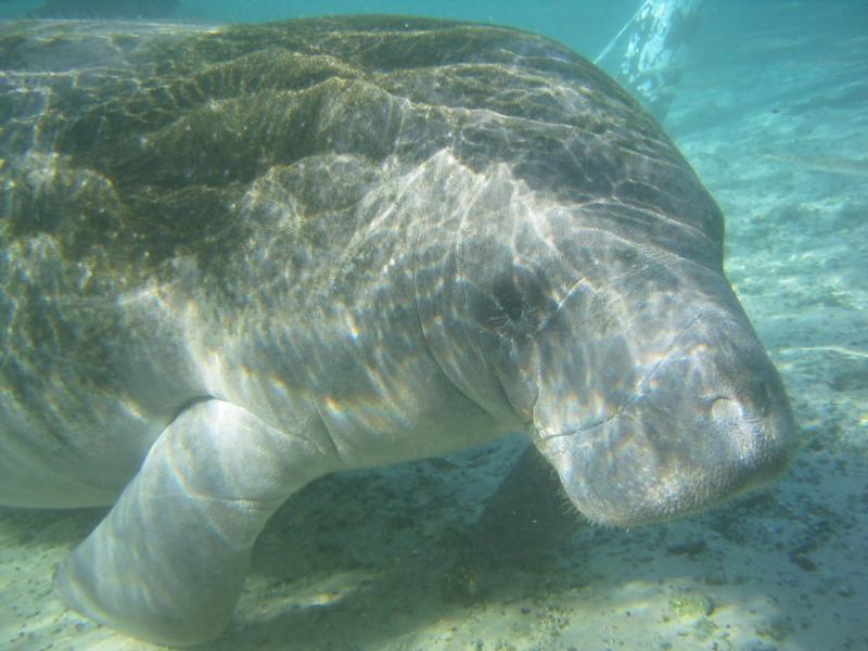 Manatee