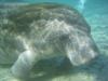 Manatee