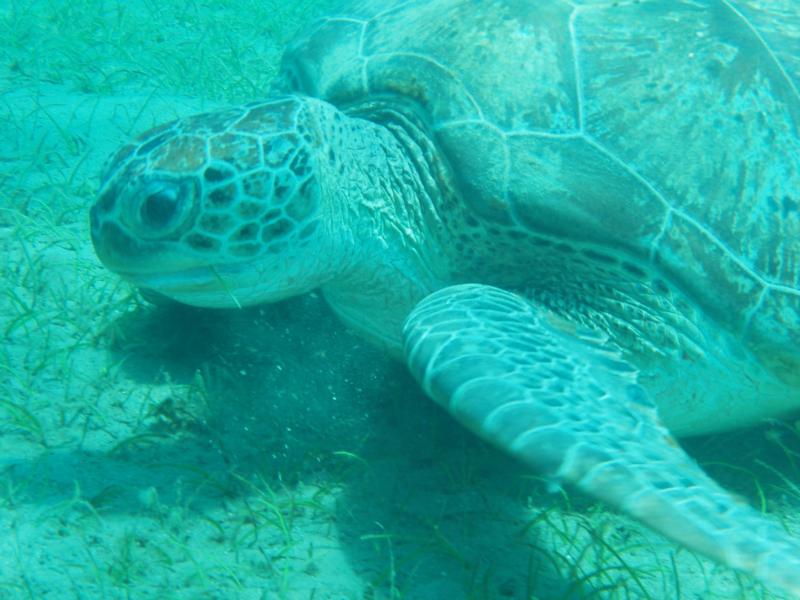 Gongo Marsa Alam