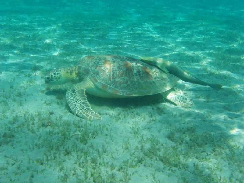 Gongo Marsa Alam