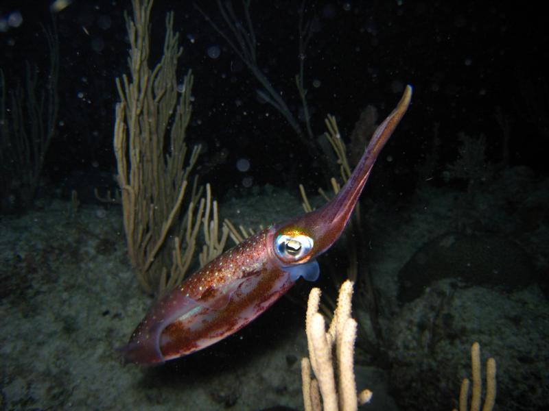 Squid - Night Dive - Playa del Carmen