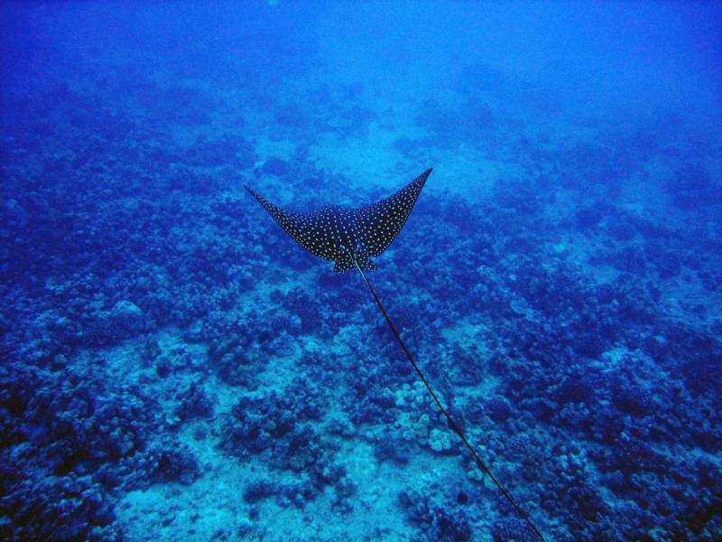 Spotted Eagle Ray - Hawaii