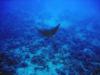 Spotted Eagle Ray - Hawaii