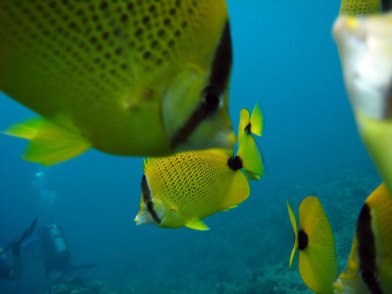 Butterfly Fish - Makaha Caverns, Hawaii