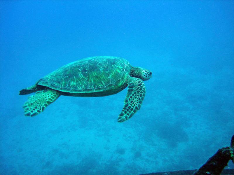 Hawaiian Green Sea Turtle 