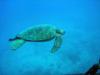 Hawaiian Green Sea Turtle 