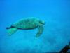Hawaiian Green Sea Turtle 
