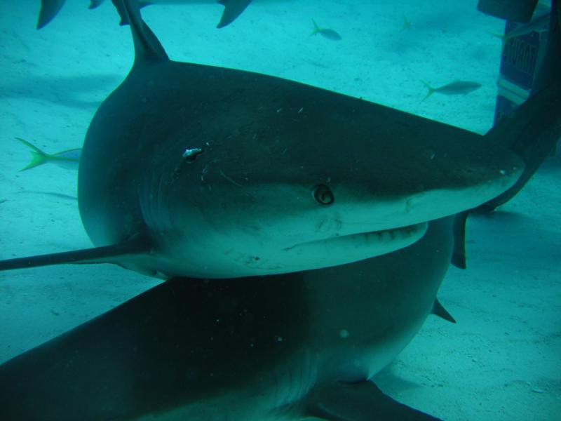 Shark Eye