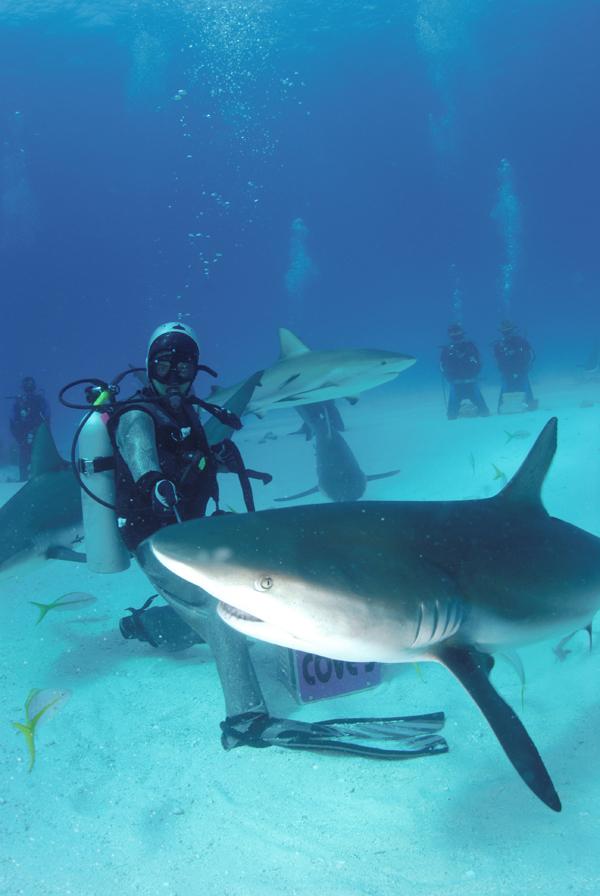 Shark Feeding- Nassau, Bahamas