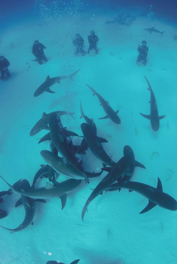 The Shark Arena- Nassau, Bahamas