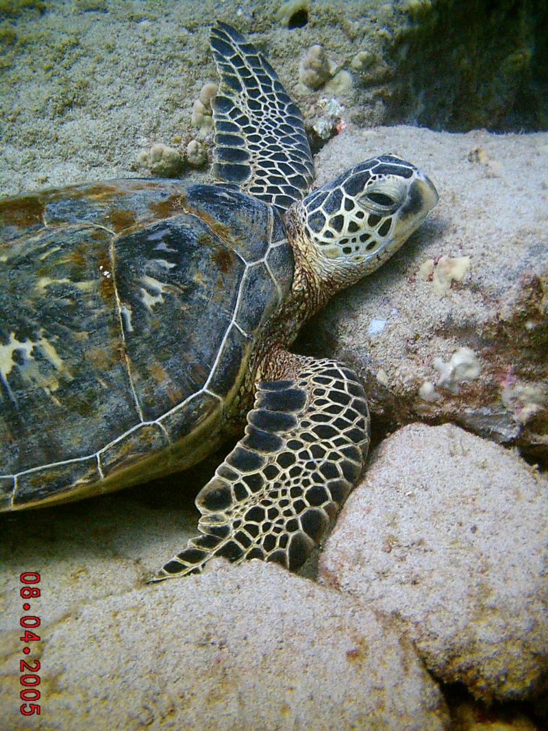 Green Sea Turtle at Turtle Canyon- Oahu, Hawaii