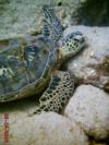 Green Sea Turtle at Turtle Canyon- Oahu, Hawaii