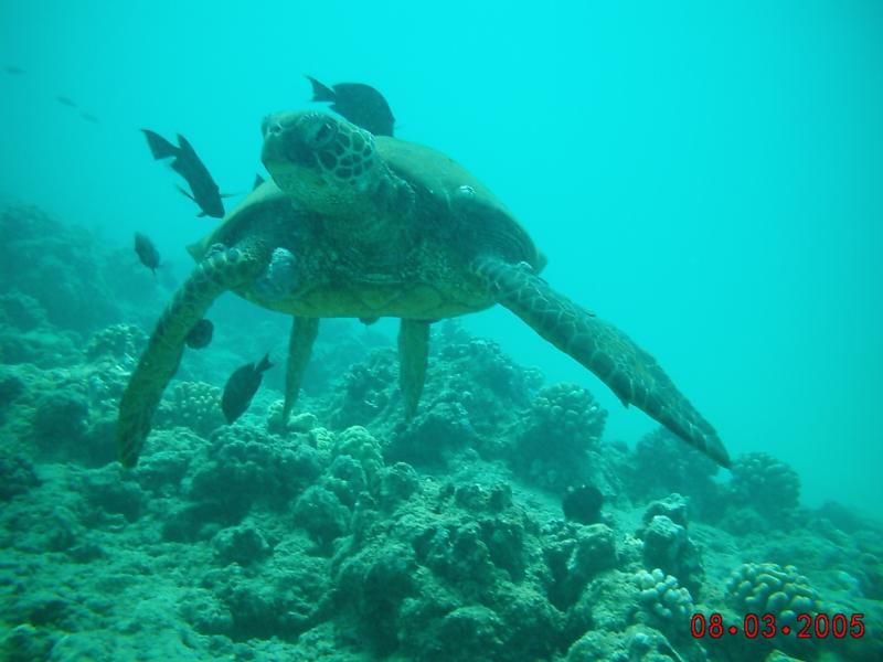 Green Sea Turtle at Turtle Canyon- Oahu, Hawaii