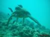 Green Sea Turtle at Turtle Canyon- Oahu, Hawaii