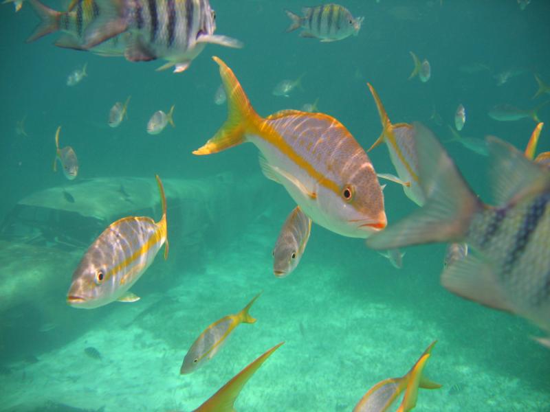 Coco Cay, Bahamas