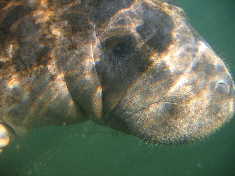 Manatee- Crystal River, Florida