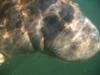 Manatee- Crystal River, Florida