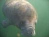 Manatee- Crystal River, Florida