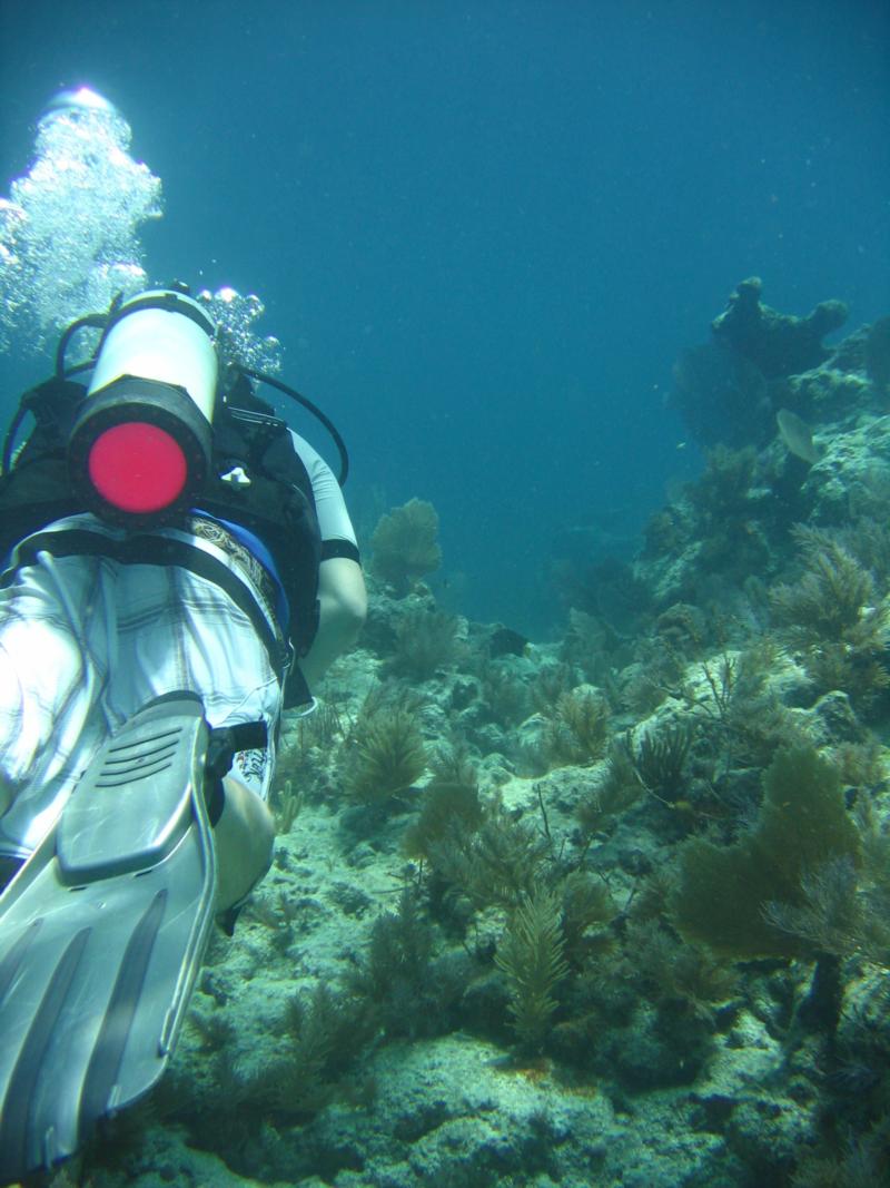 Molassas Reef- Key Largo, Florida