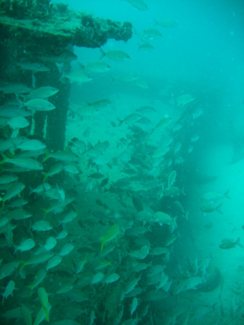 Ancient Mariner- Pompano Beach, Florida