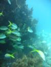 Molassas Reef- Key Largo, Florida