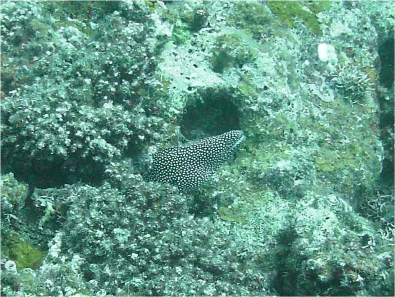 Eel Vanuatu