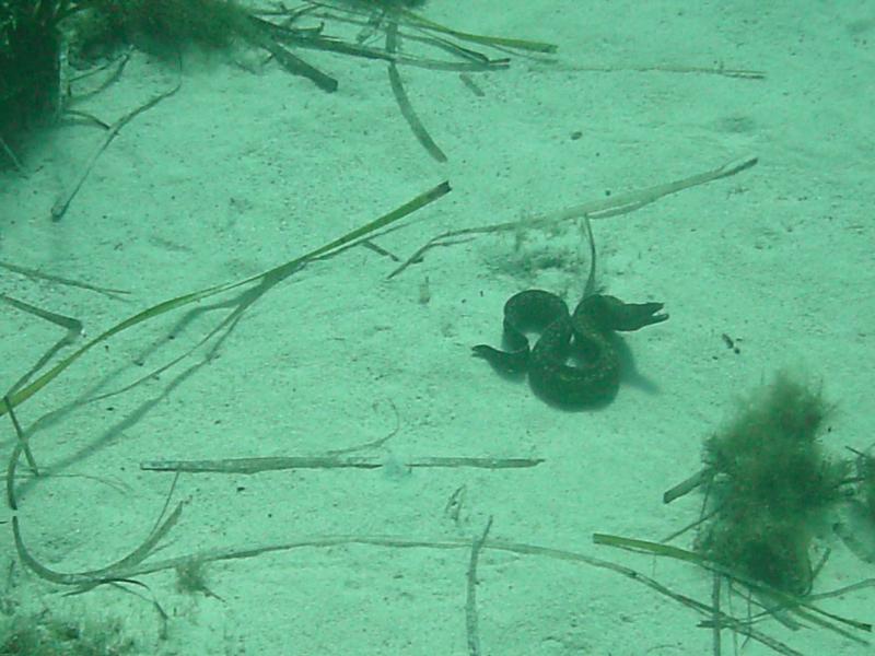 Eel in Malta