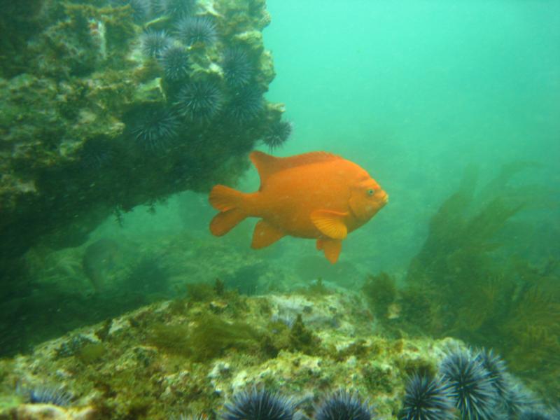 Garibaldi at Old Marineland