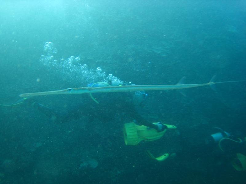 Pipefish with one legged diver on scooter