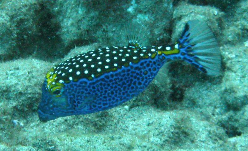 at Black Rock reef, Maui