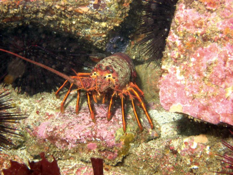 Lobster at San Clemente