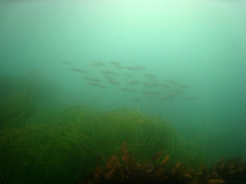 School of fish at Woods Cove, Laguna Beach