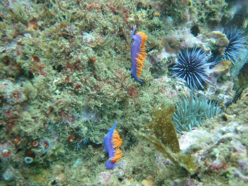 Spanish Shawl Nudibranchs