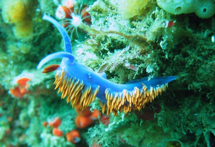 Spanish Shawl Nudibranch