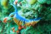 Spanish Shawl Nudibranch