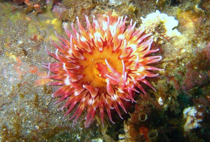 Anemones on Anacapa Island