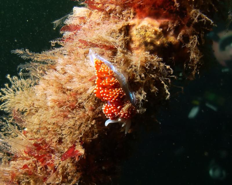 Nudi