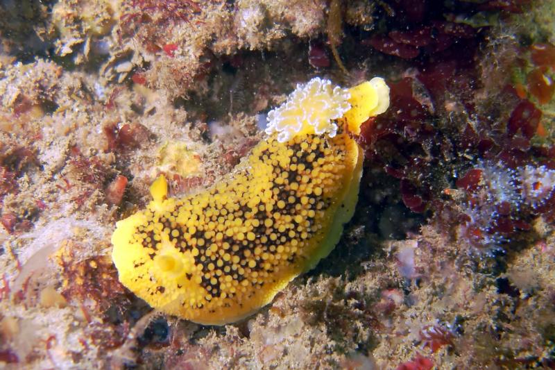 Lemon Dorid Nudibranch