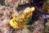 Lemon Dorid Nudibranch