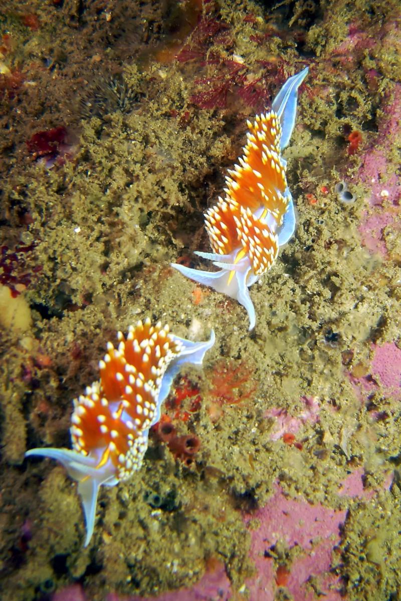 Hermessenda crassicornis nudibranch