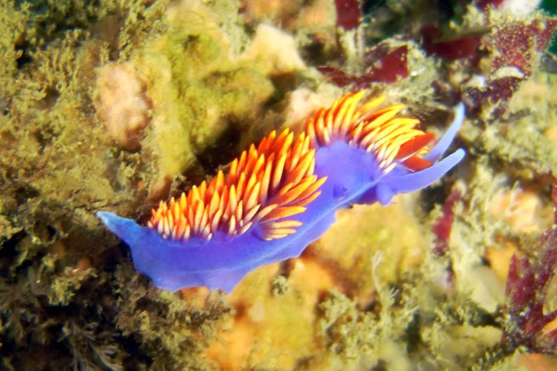 Spanish Shawl Nudibranch