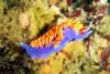 Spanish Shawl Nudibranch