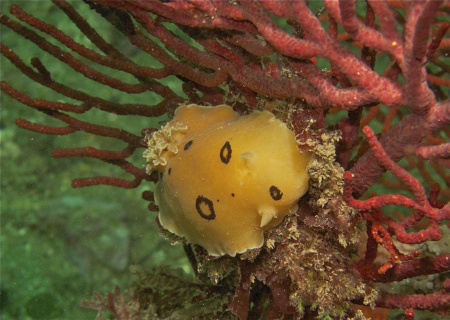 San Diego Dorid Nudibranch